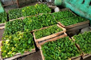 ISNU Kabupaten Malang Dorong Ketahanan Pangan
