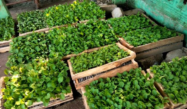 ISNU Kabupaten Malang Dorong Ketahanan Pangan